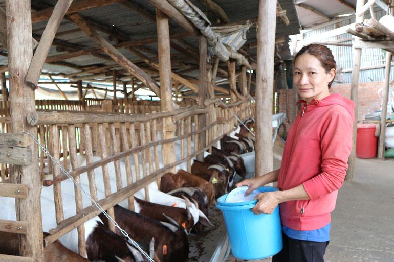 Trại dê nhà anh chị Tuy - Tươi
