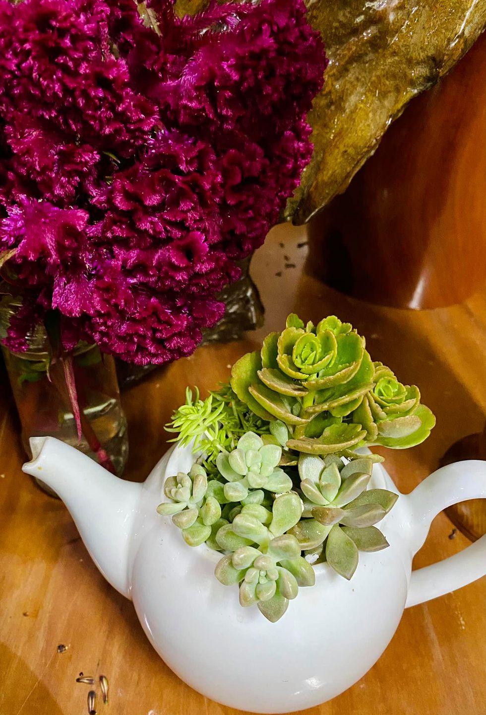 Tận dụng chiếc ấm sứt vòi cũng được một nơi trồng sen đá - Ảnh Nàng Mây