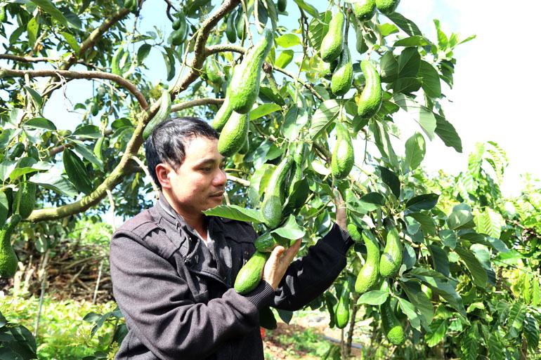 Anh Phúc, thôn 9, xã Lộc Ngãi, huyện Bảo Lâm, tỉnh Lâm Đồng bên một cây bơ 034 cho quả trái vụ năng suất cao của gia đình