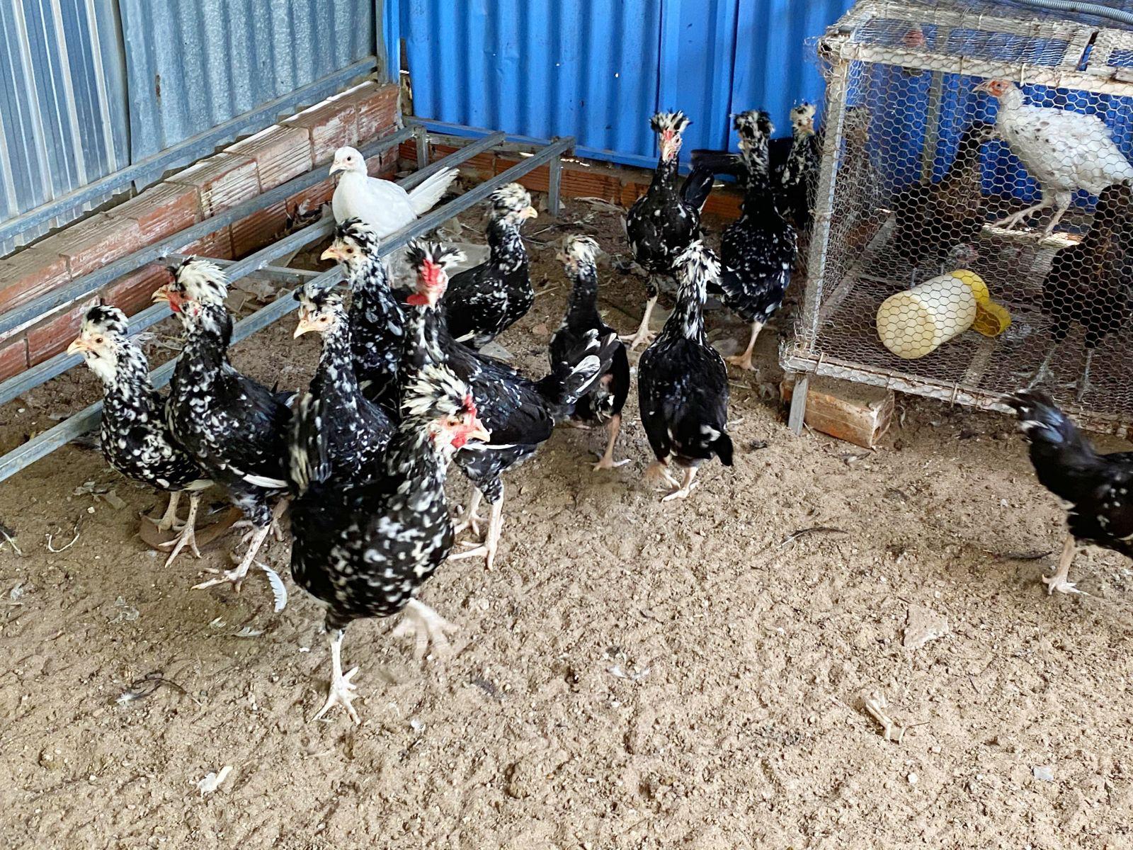 Do được nuôi bằng phương pháp an toàn sinh học nên trang trại nuôi chim trĩ, nuôi gà Quý Phi của anh Nguyễn Bửu Thanh, ở phường Long Hưng (quận Ô Môn, TP Cần Thơ) cung cấp cho thị trường sản phẩm sạch.