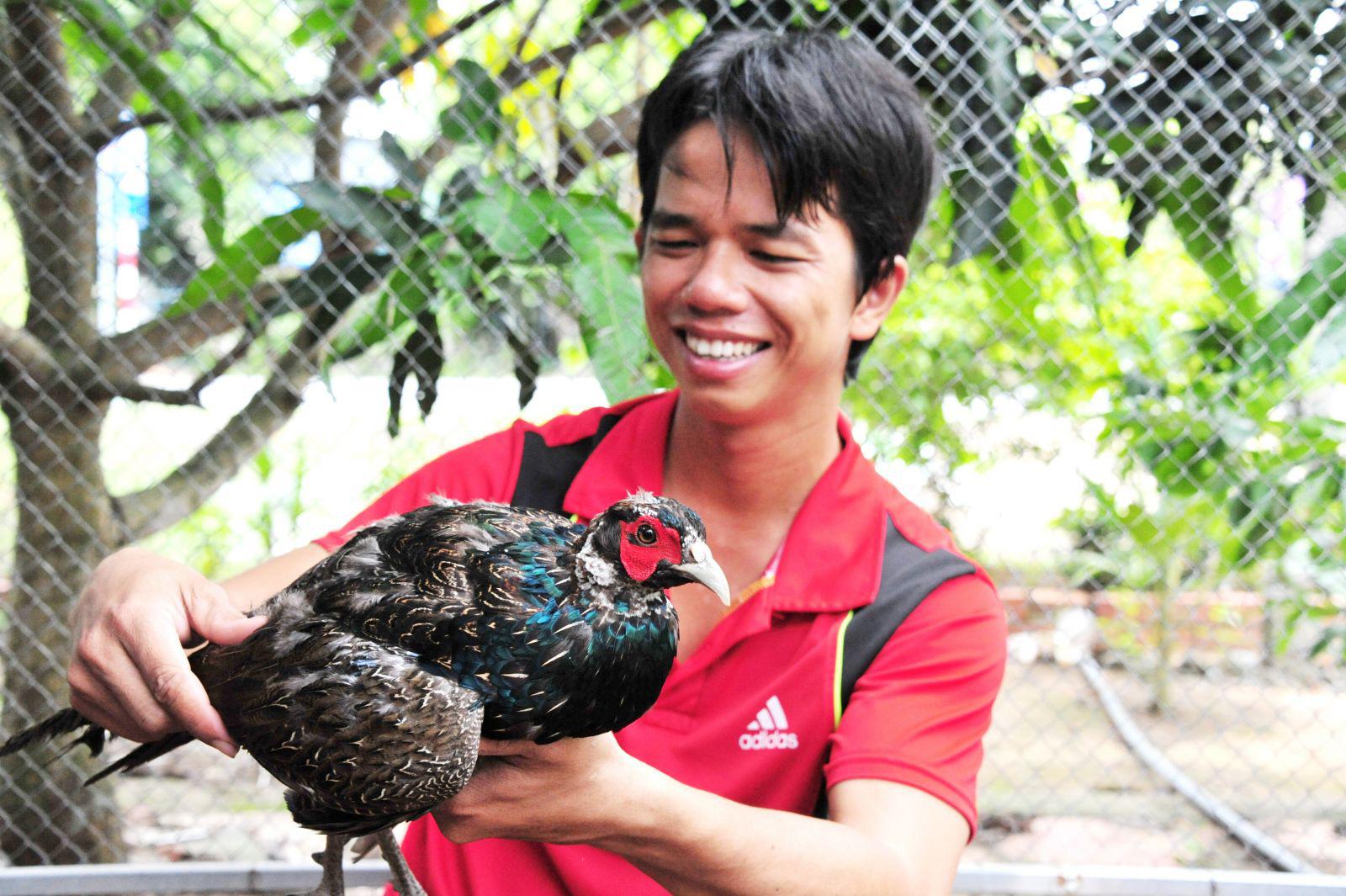 Trang trại của anh Nguyễn Bửu Thanh, ở phường Long Hưng, quận Ô Môn, TP Cần Thơ rộng gần 500m2 nuôi trên 100 con chim trĩ bố mẹ và 300 con chim trĩ thương phẩm.