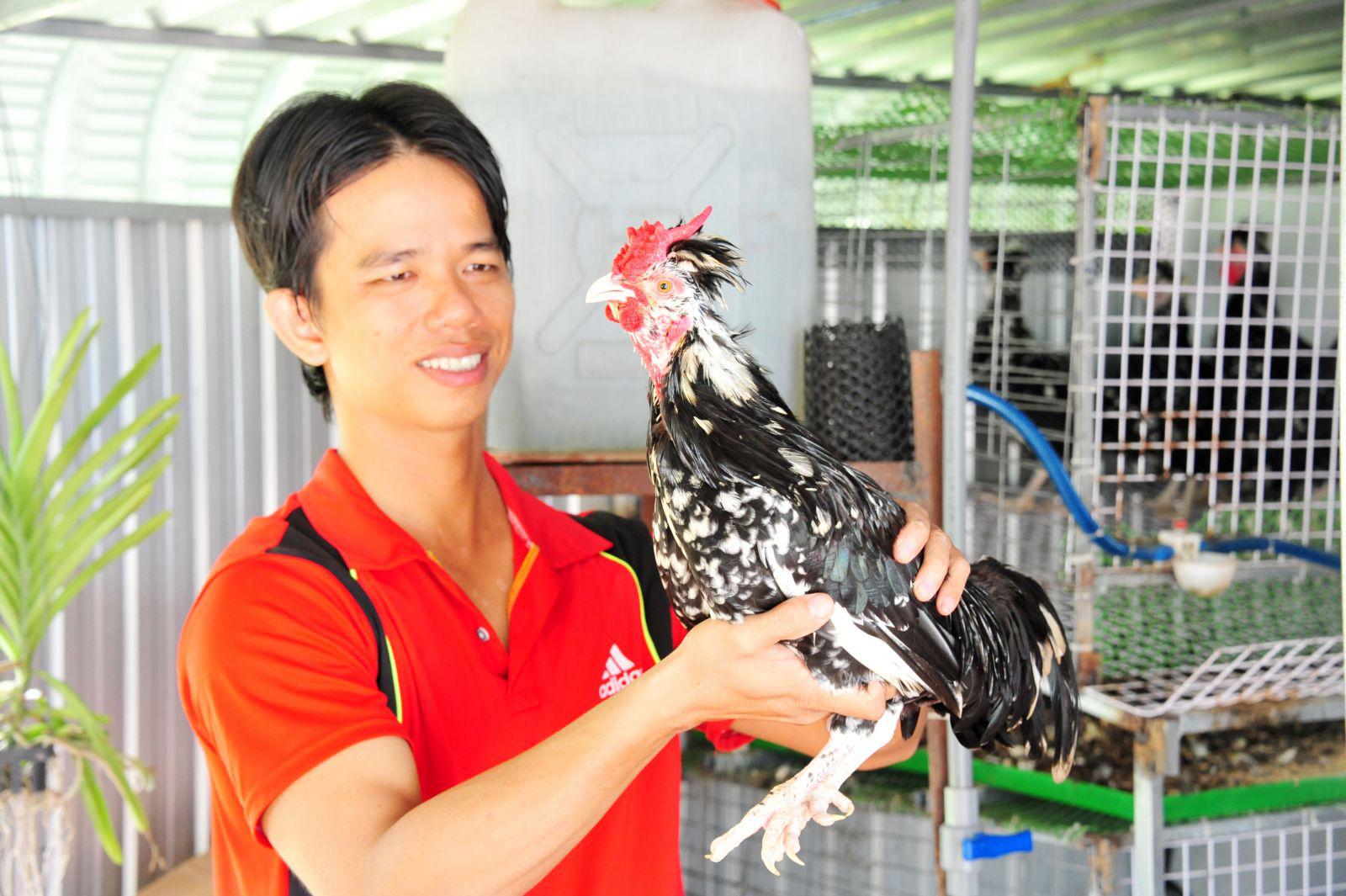 Ngoài nuôi chim trĩ, anh Thanh còn nuôi gà Quý Phi (giống gà Quý Phi nhập từ nước Anh về) cũng là người đầu tiên nuôi loại gà này ở đất Cần Thơ.