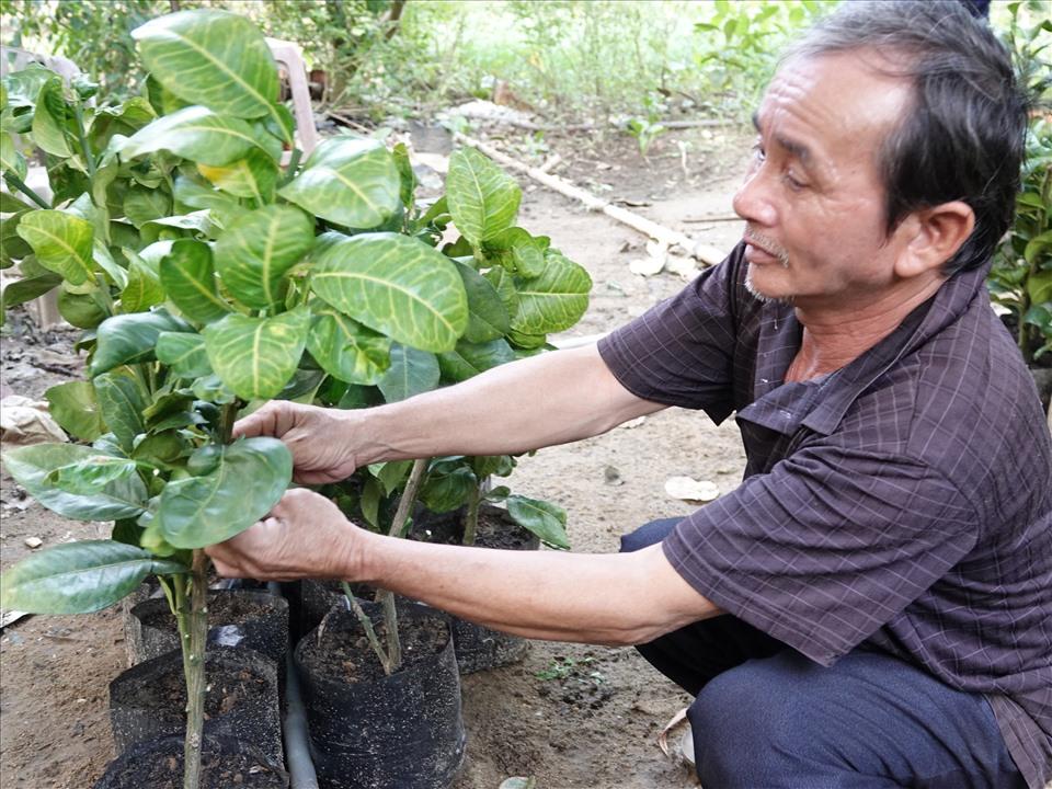 Ngoài 50 gốc bưởi trong vườn, ông Sơ còn liên kết với các hộ dân trồng gần 3 ha bưởi da xanh.