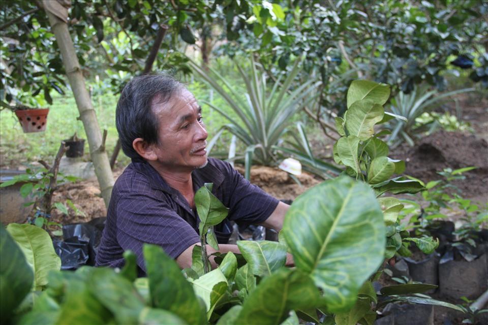 Gia đình ông Võ Đông Sơ có lẽ là người đầu tiên trồng bưởi da xanh ở huyện Hoài Ân (tỉnh Bình Định).