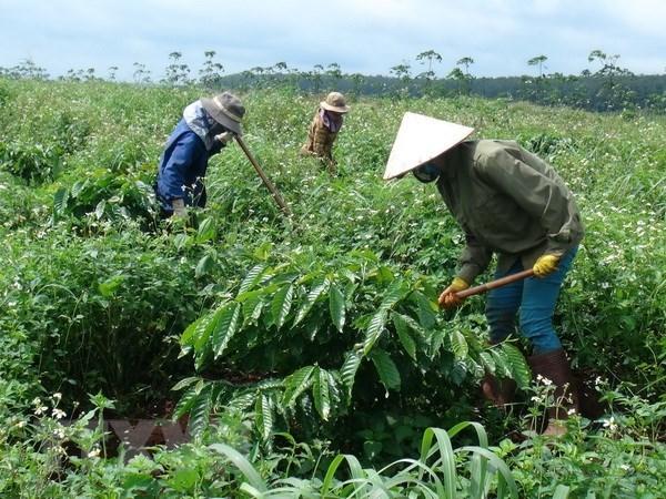 Công nhân chăm sóc vườn cao su trồng xen canh. (Ảnh: Hoài Nam/TTXVN)