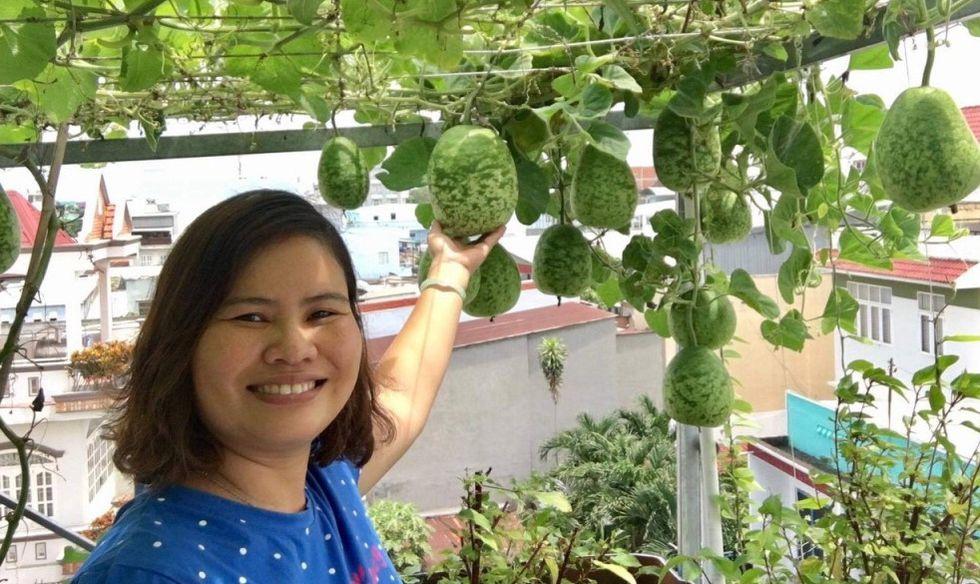 Vườn nông sản sân thượng trĩu quả của mẹ bỉm sữa TP.HCM- Ảnh: Hoa Nữ