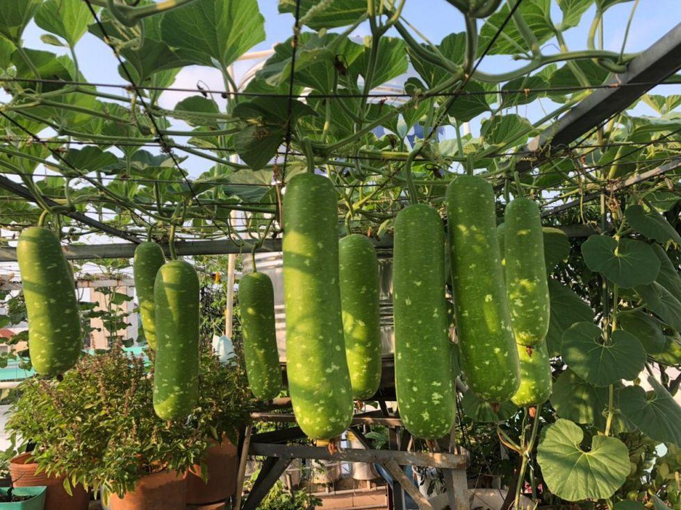 Vườn nông sản bội thu của chị Thương