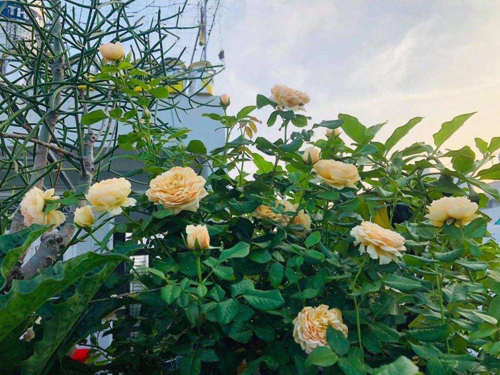 Ngoài nông sản chị Thương cũng trồng rất nhiều hoa