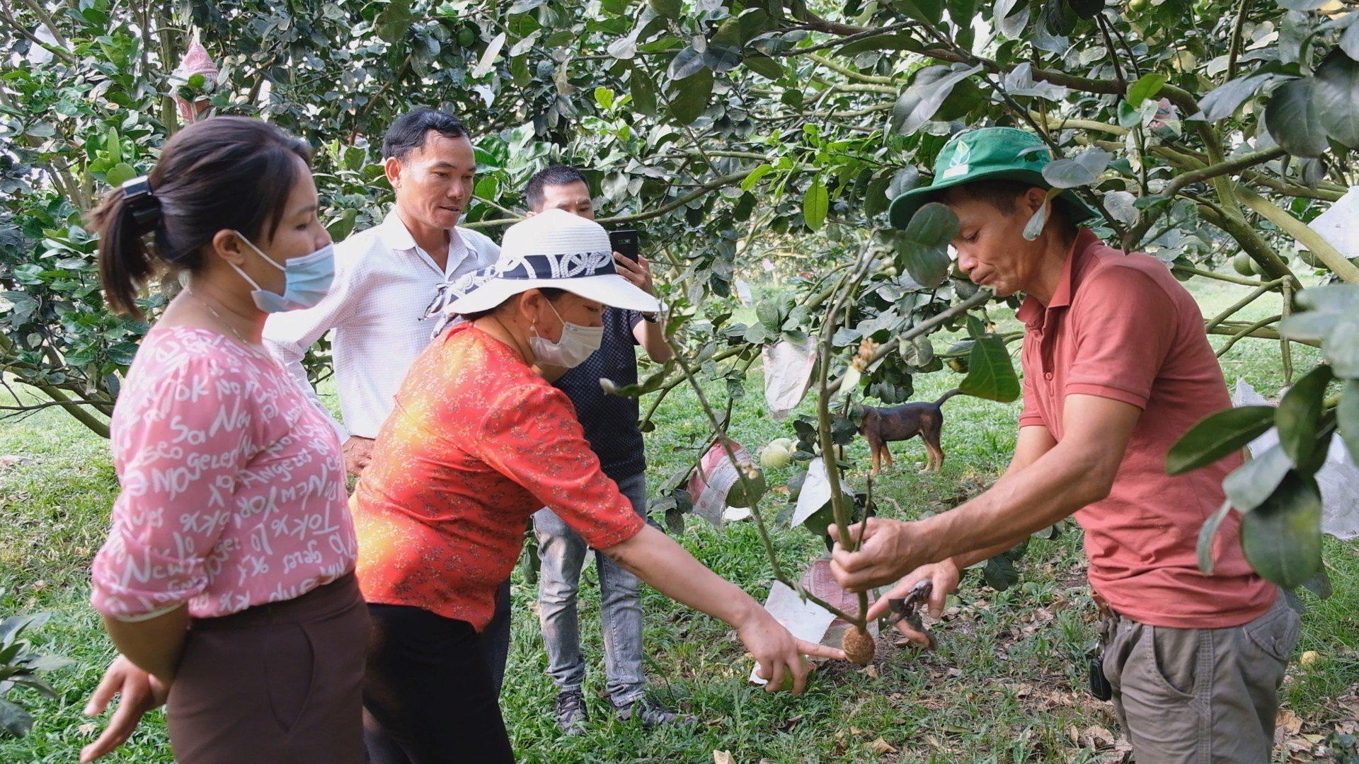 Khu vườn trồng bưởi da xanh của anh Hưng thường xuyên có các nông dân, đoàn tham quan đến đây tìm hiểu, học hỏi kỹ thuật.