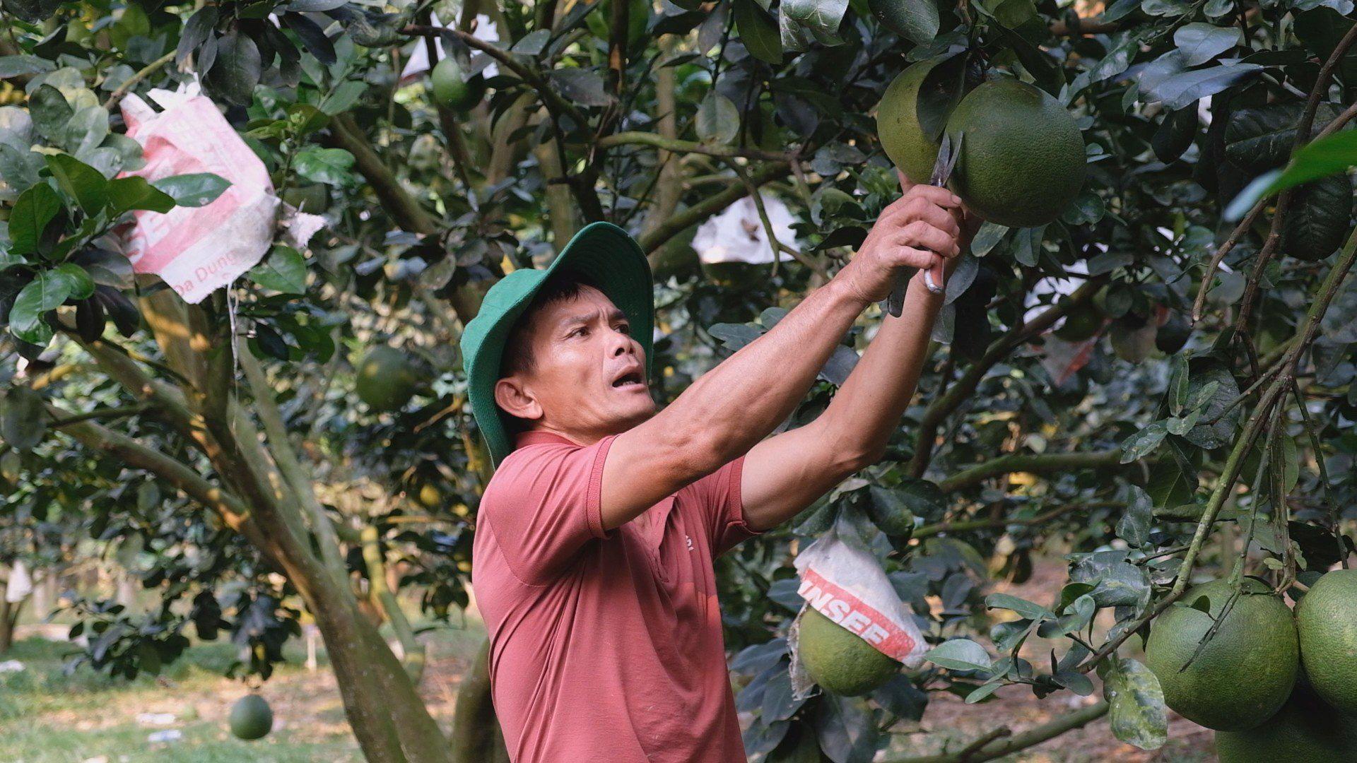 Anh Hưng bên những chùm bưởi da xanh hữu cơ trong vườn của gia đình mình.