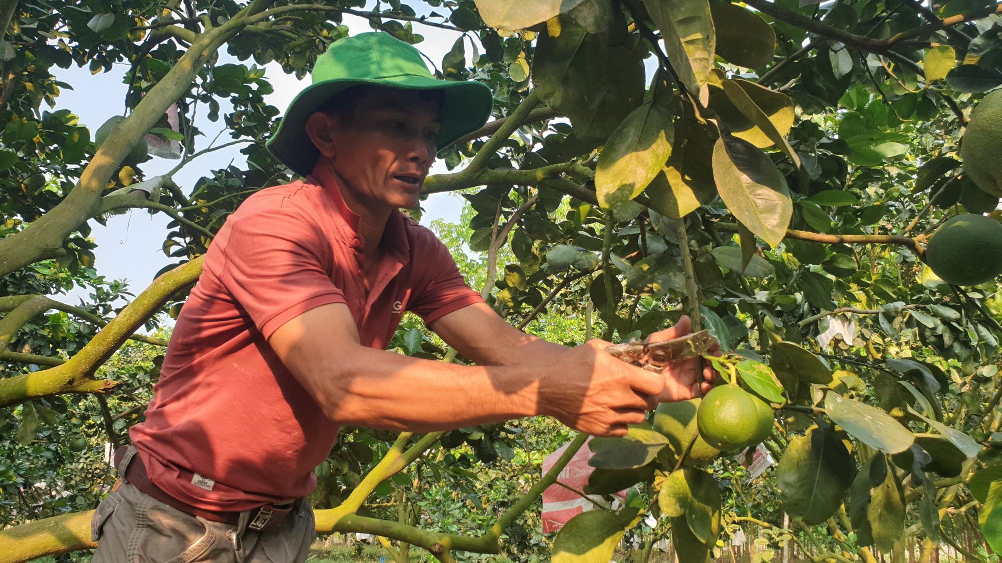 Cách đây 2 năm, anh Hưng (xã Đạ Lây, huyện Đạ Tẻh (tỉnh Lâm Đồng) bắt đầu chuyển cách chăm sóc vườn bưởi da xanh của mình theo hướng hữu cơ.