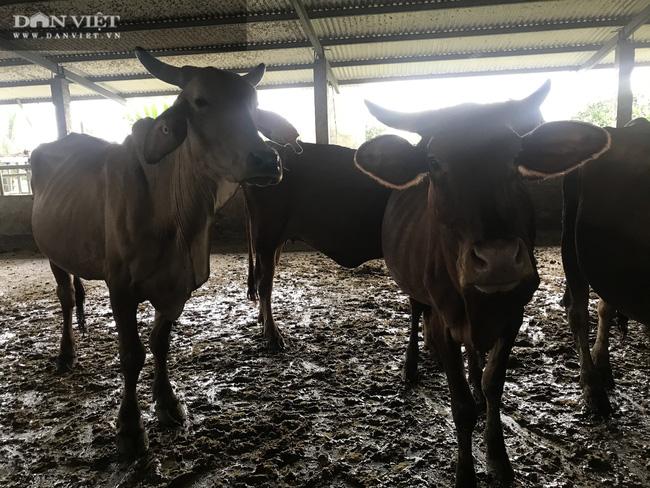 Cũng theo ông Hũng Dũng, vật nuôi chủ lực của trang trại vẫn là đàn bò sinh sản. Từ hàng chục con bò giống nhập khẩu từ Úc, Mỹ ban đầu, đến nay ông Hùng Dũng đã nhân đàn lên hơn 400 con bò. Đàn bò cung cấp đủ phân bón hữu cơ cho gần cả trăm ha cây trồng.