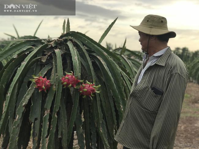 PV không khỏi bất ngờ trước khối “tài sản” kếch sù mà nông dân tỷ phú Hùng Dũng đã làm nên. Đó chính là những vườn cây trái trĩu quả, những khu vườn rộng mênh mông. Chỉ cần hỏi một người ven đường cũng được chỉ tận tình đến vườn của gia đình ông Hùng Dũng...Trang trại nuôi bò và trồng cây ăn trái, trồng mía của ông Hùng Dũng ở xã Trung Hoà, huyện Trảng Bom (tỉnh Đồng Nai).