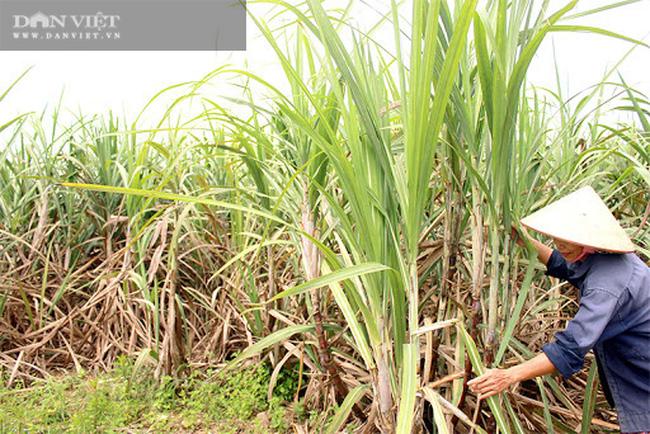 Nhưng những năm gần đây, mía đã hết thời kỳ hoàng kim, mất giá nghiêm trọng, khiến ông Hùng Dũng phải loay hoay tìm hướng đi mới.