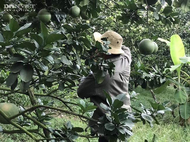 Nông dân tỷ phú Hùng Dũng bộc bạch: “Giờ đây ngoài mía tôi có thêm buởi da xanh và cây thanh long nên công việc cứ liên tục. Toàn bộ số bưởi da xanh tôi trồng trong vườn là được tôi chăm chút kỹ lưỡng. Vườn bưởi đang cho những lứa trái đầu tiên, thấy rất khả quan..
