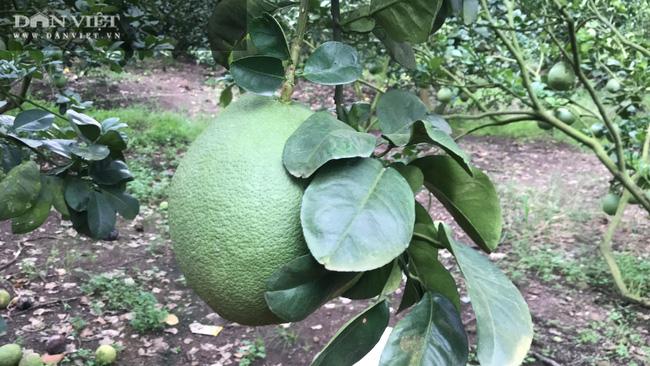 Ông Hùng Dũng cũng chia sẻ rằng mô hình