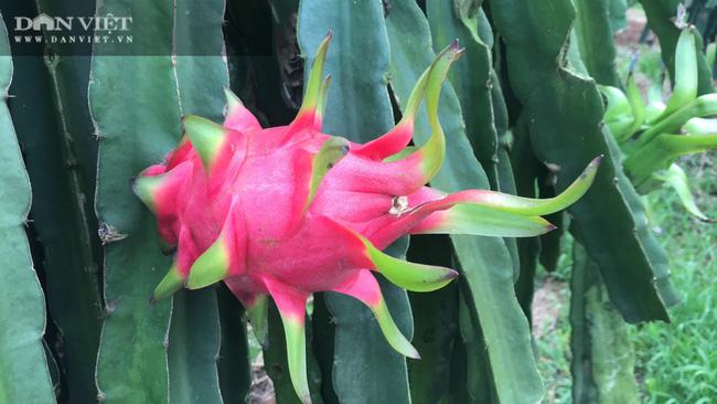 Sau những nghiên cứu, cuối cùng, ông Hùng Dũng quyết định giảm diện tích trồng mía để lấy đất trồng thanh long. Nhờ áp dụng tốt kỹ thuật trồng thanh long, vườn thanh long ruột đỏ của gia đình ông cũng phát triển mạnh, cho quả chất lượng cao, năng suất cao, thu nhập càng ổn định hơn. Mỗi năm ông thu nhập hàng trăm triệu đồng từ vườn thanh long ruột đỏ.