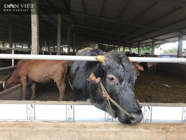 Với những kiến thức về trồng trọt, chăn nuôi của mình, nông dân tỷ phú Hùng Dũng đã thành công ở cả trồng cây và nuôi con. Hiện nay ông đang sở hữu hàng chục ha mía, hàng chục ha trồng thanh long, hơn 5ha bưởi da xanh và nuôi hơn 400 con bò.