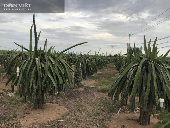 Cũng nhờ thành công từ trồng cây thanh long ruột đỏ, ông Hùng Dũng tiếp tục mon men sang trồng bưởi da xanh và nuôi bò lấy phân bón cho vườn cây ăn trái và bón cho cây mía.