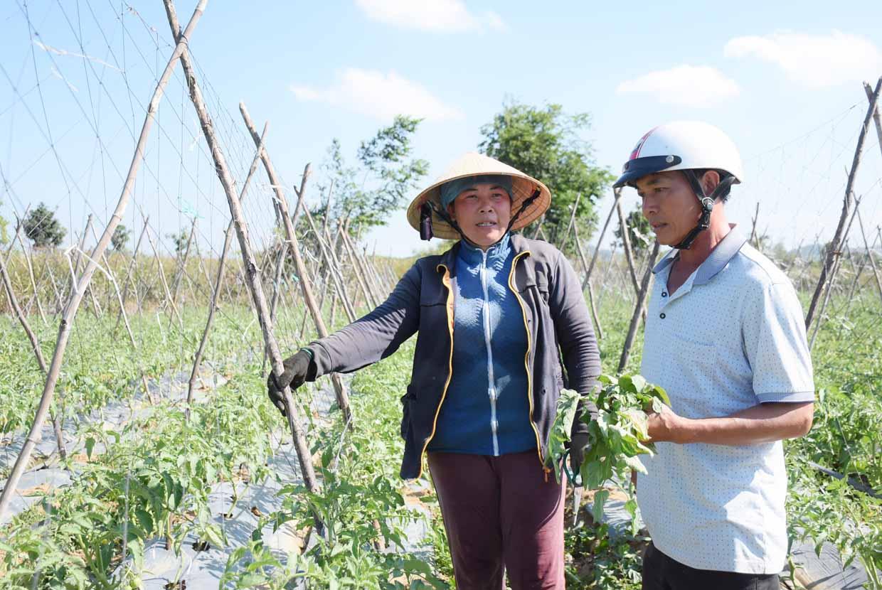 Vườn cà chua của bà Hồ Thị Thùy Linh (thôn 5, xã Đông) cho thu nhập cao nhờ liên kết với HTX thực hiện chuỗi cung ứng sản phẩm. Ảnh: Minh Phương