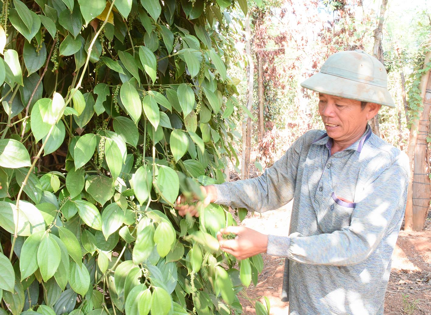 Nông dân xã Ia Hla (huyện Chư Sê) chăm sóc hồ tiêu. Ảnh: Quang Tấn