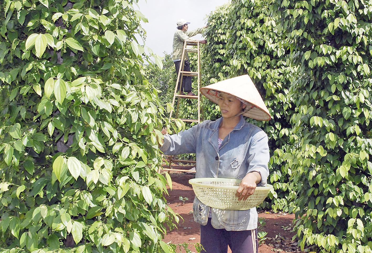 Người trồng hồ tiêu trên địa bàn tỉnh phấn khởi vì giá liên tục tăng. Ảnh: Đức Thụy