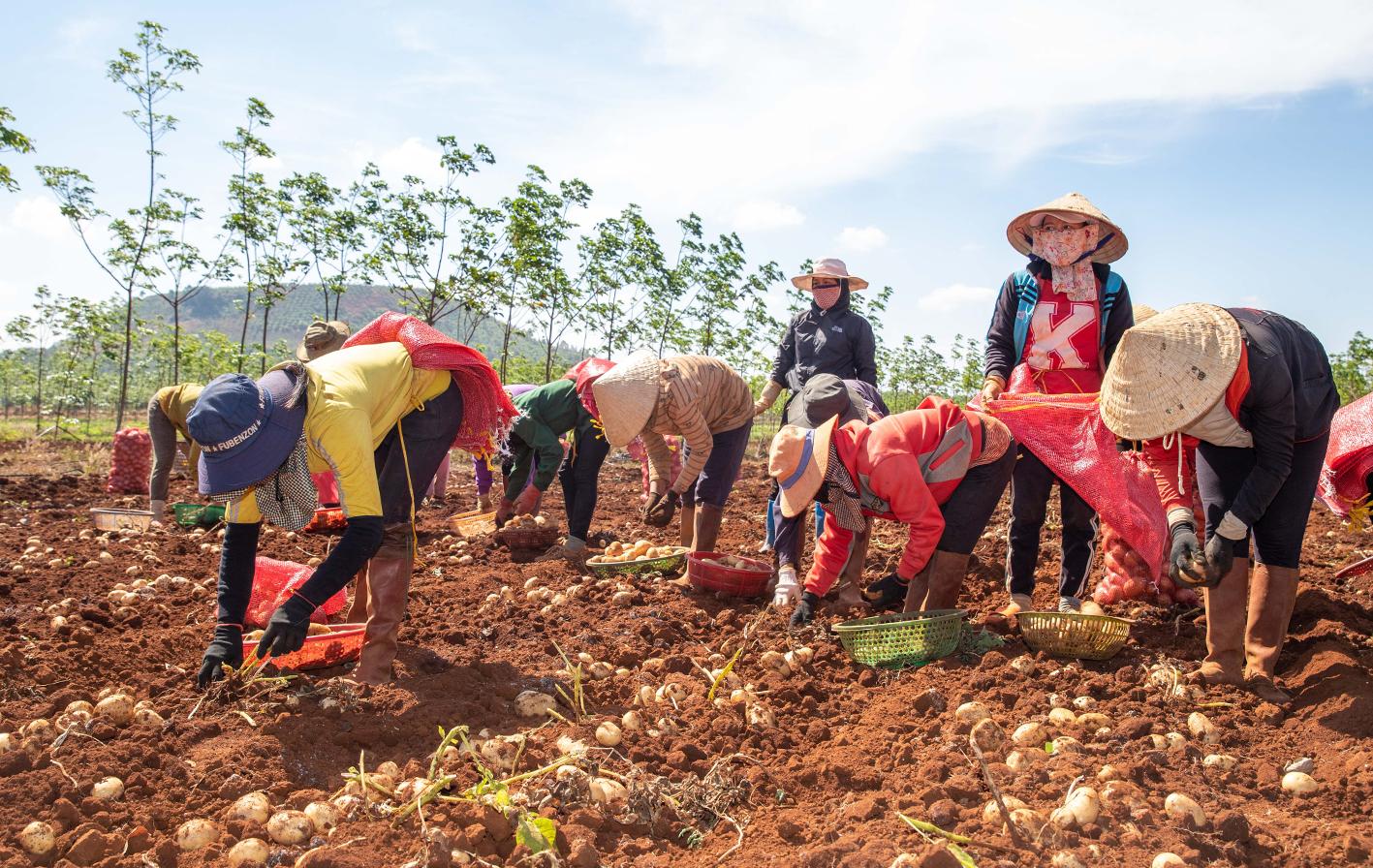 Người dân huyện Chư Sê thu hoạch khoai tây. Ảnh: Lê Nam