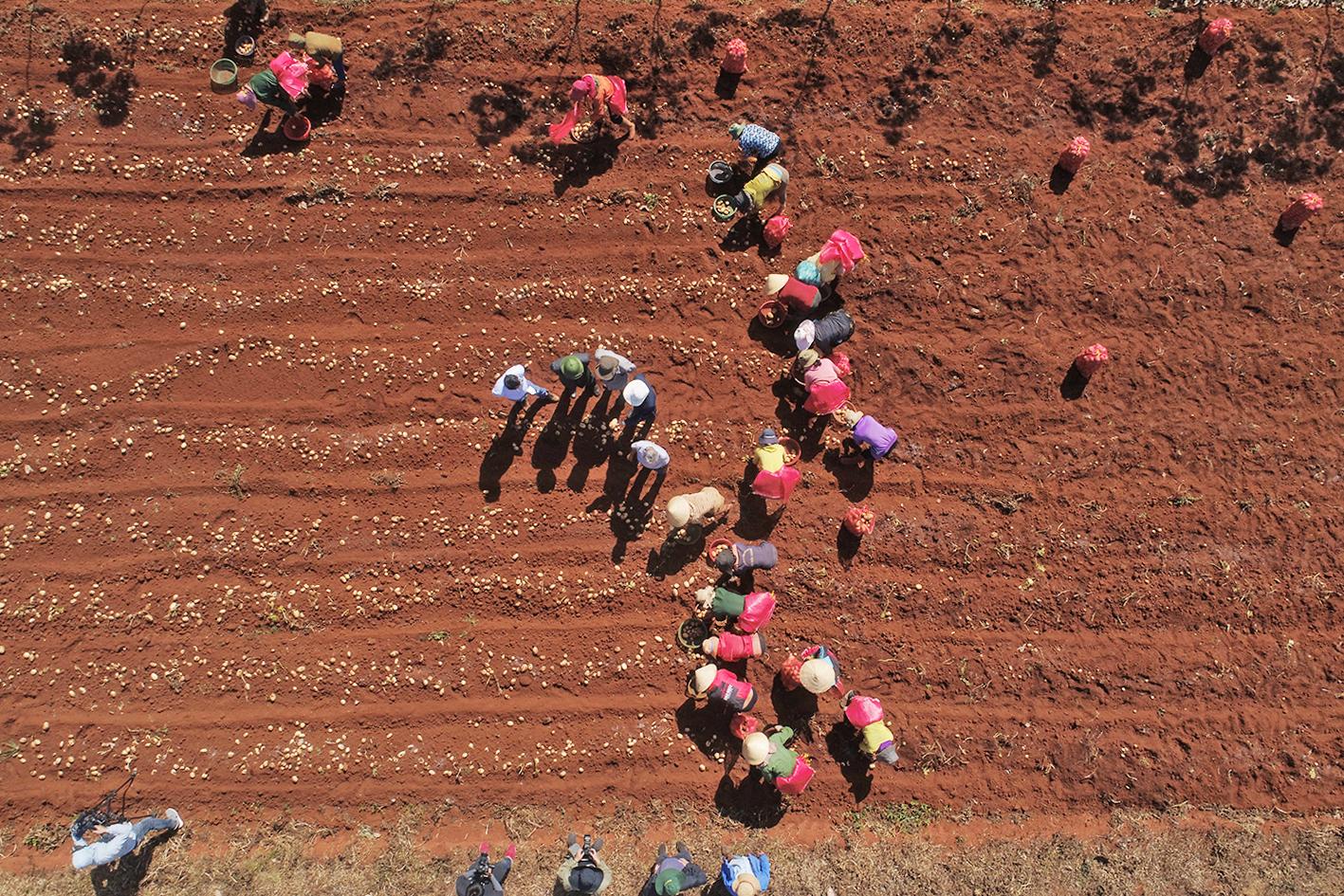 Người dân huyện Chư Sê thu hoạch khoai tây. Ảnh: Lê Nam