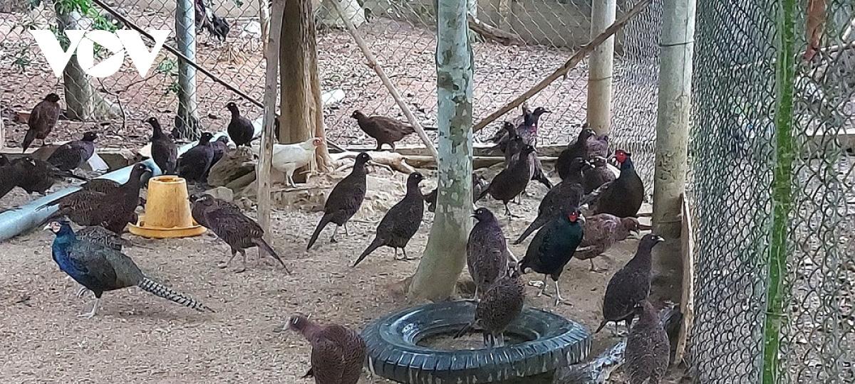 Mô hình nuôi chim trĩ tuy không mới nhưng với Tín lại rất hiệu quả