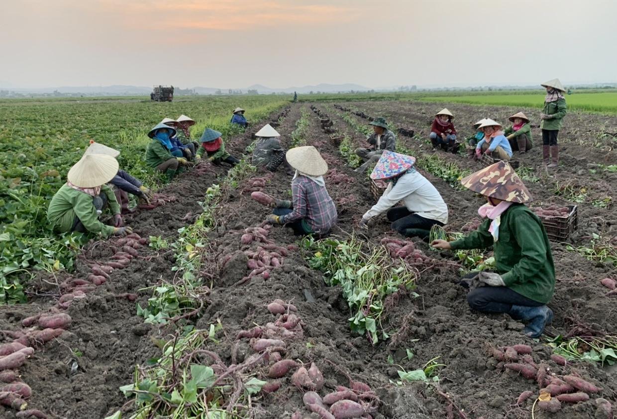 Nông dân xã Ia Sol (huyện Phú Thiện) thu hoạch khoai lang. Ảnh: Vũ Chi   .