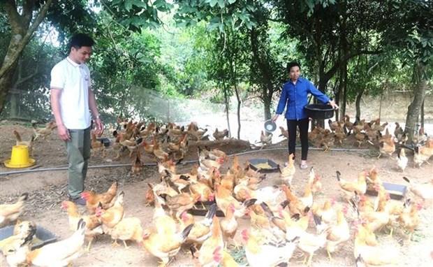Mô hình nuôi gà đồi sinh học với những ưu việt và lợi thế đang được Nguyễn Văn Nhị triển khai thực hiện có hiệu quả, mang lại giá trị kinh tế cao. (Ảnh: Võ Dung/TTXVN)