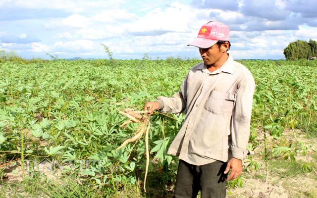 Bệnh khảm lá sắn xuất hiện lần đầu tiên ở Tây Ninh hồi tháng 5/2017.