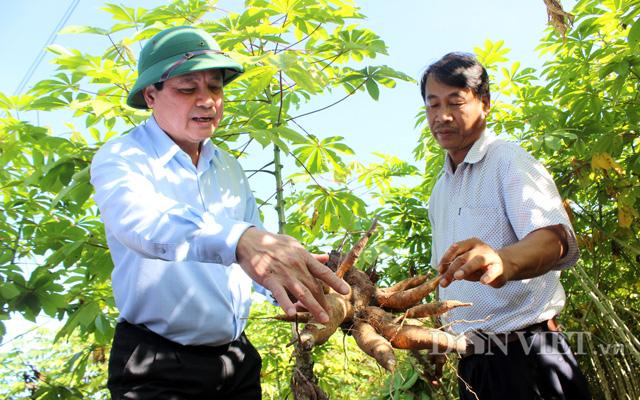 Thứ trưởng Bộ NNPTNT Lê Quốc Doanh (trái) kiểm tra giống sắn kháng bệnh tại Tây Ninh cuối năm 2020