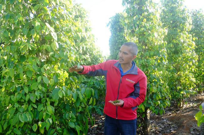 Anh Nguyễn Tấn Công - Giám đốc HTX Nông nghiệp và Dịch vụ Nam Yang (Đăk Đoa, Gia Lai) kiểm tra chất lượng hồ tiêu. Ảnh: K.N