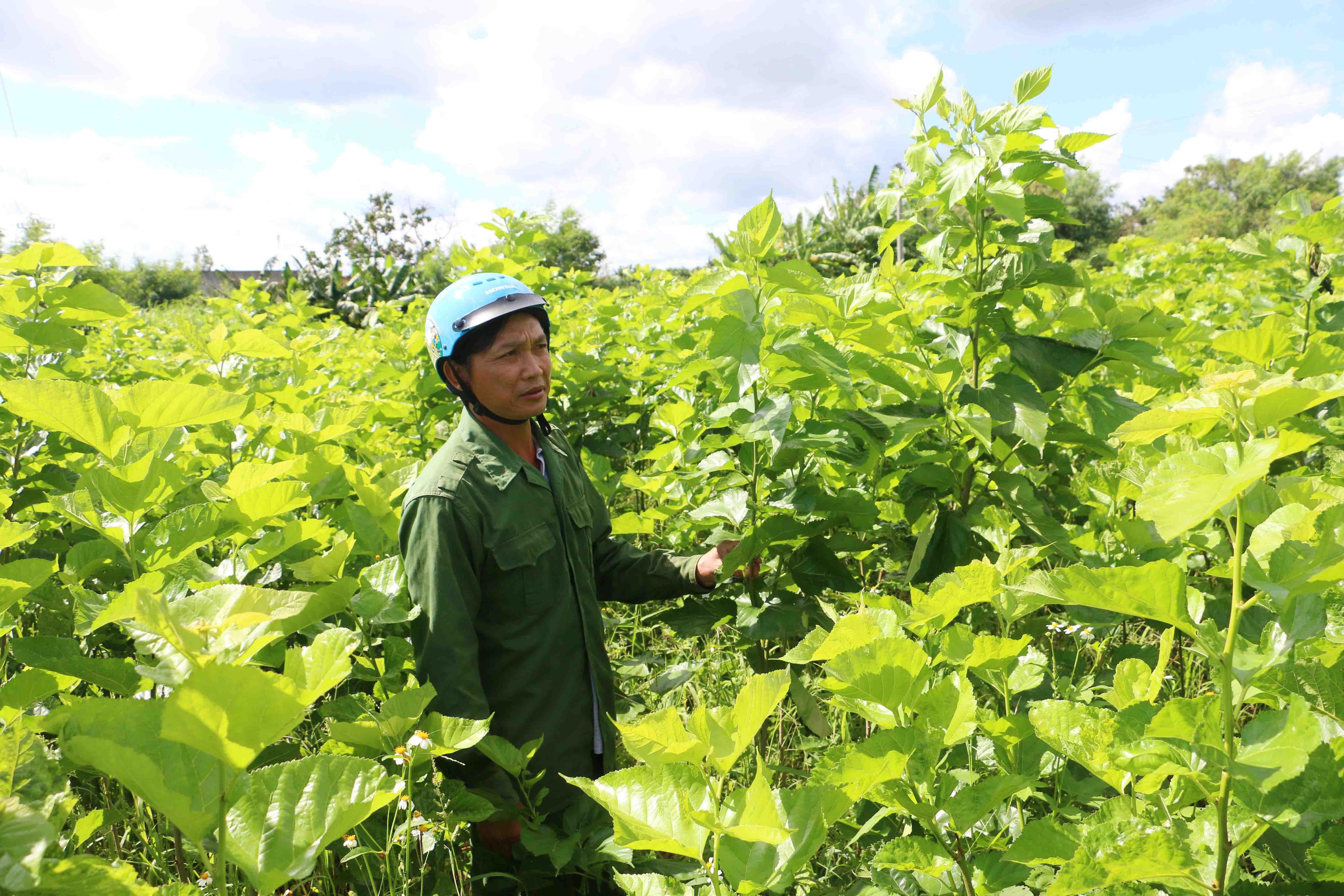 Trồng dâu, nuôi tằm mang lại hiệu quả kinh tế cao cho gia đình chị Nguyễn Thị Tiêm (thôn Ia Sa, xã Hbông). Ảnh: Nguyễn Quang