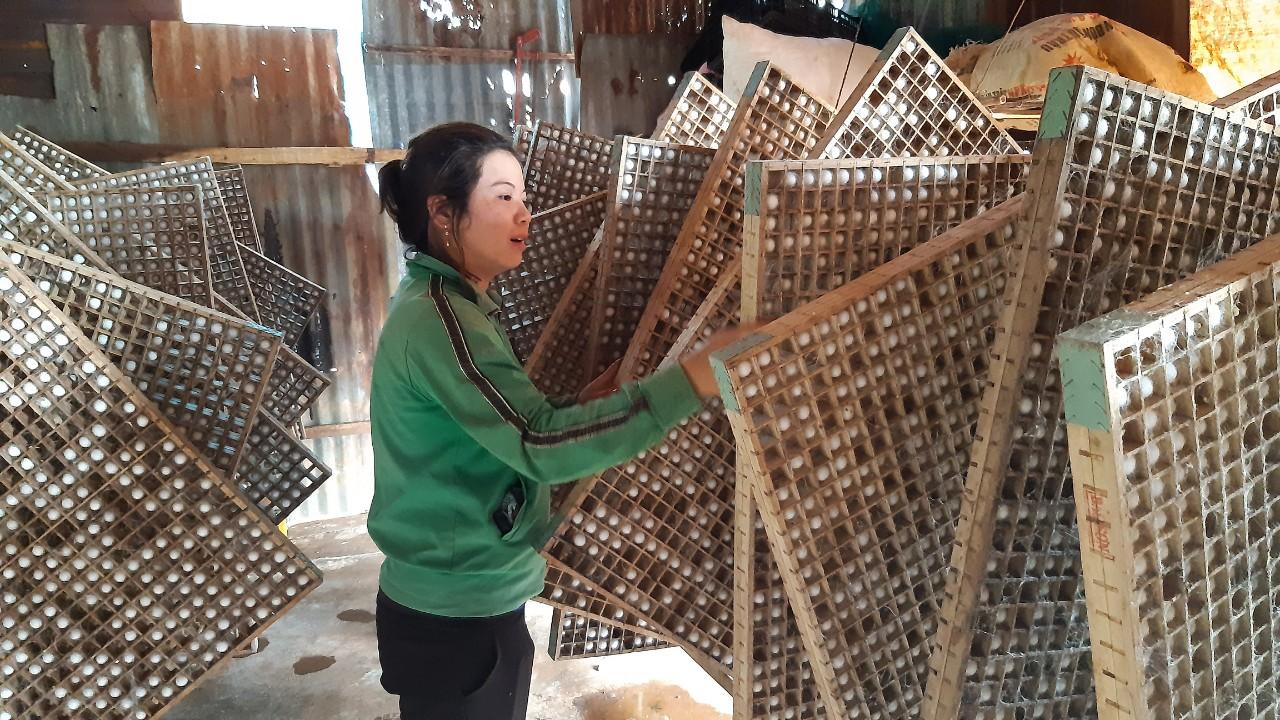 Mô hình trồng dâu nuôi tằm của gia đình ông Hồ Đăng Tâm (thôn 4, xã Ia Hlốp, huyện Chư Sê). Ảnh: Anh Quân