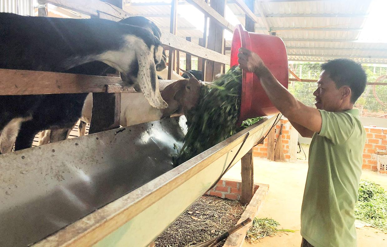 Anh Phạm Văn Biên (làng Sơr) chăm sóc đàn dê của gia đình. Ảnh: Anh Huy