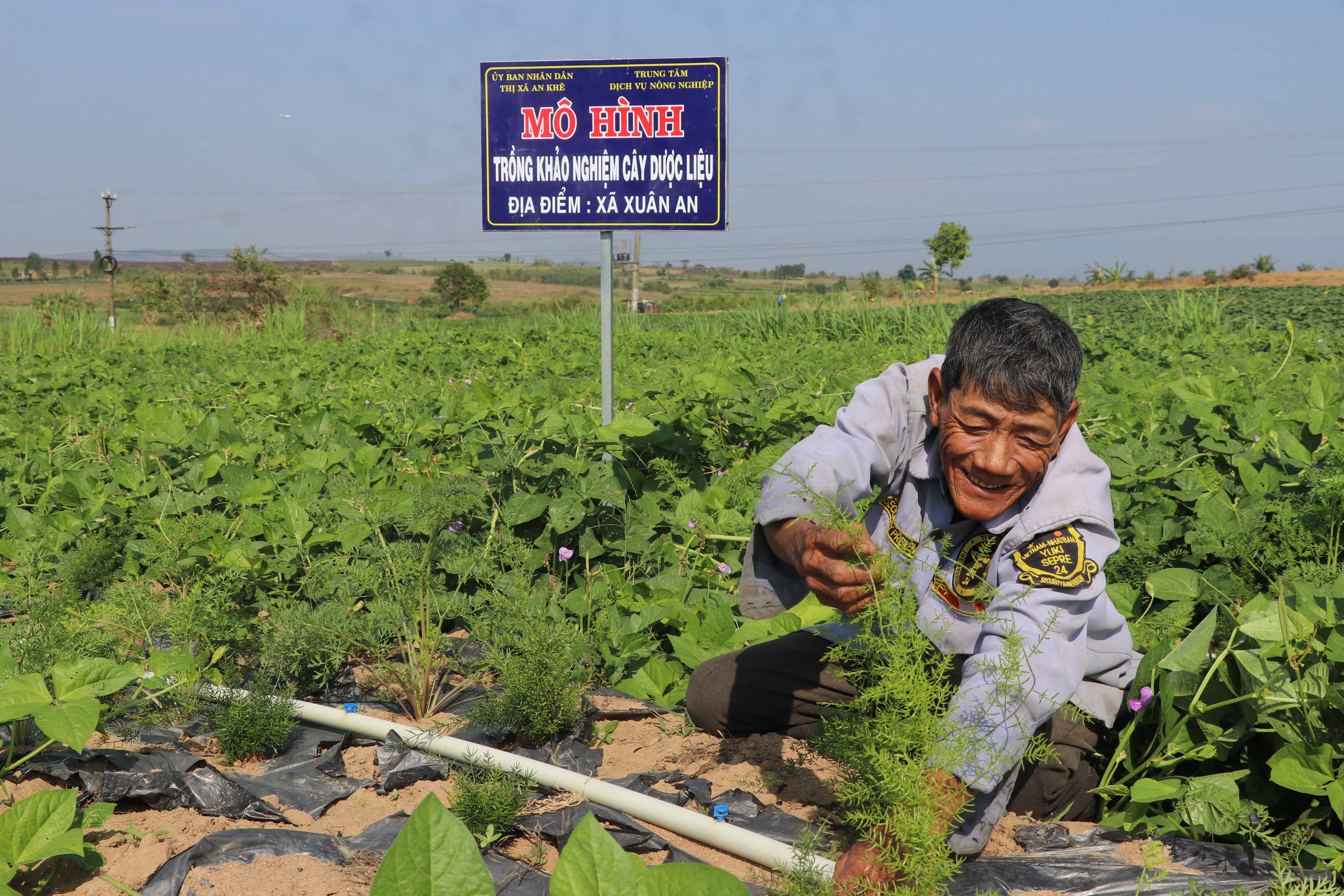 Ông Trần Ngọc Hữu (thôn Xuân An 3, xã Xuân An) chăm sóc cây thiên môn đông. Ảnh: Ngọc Minh