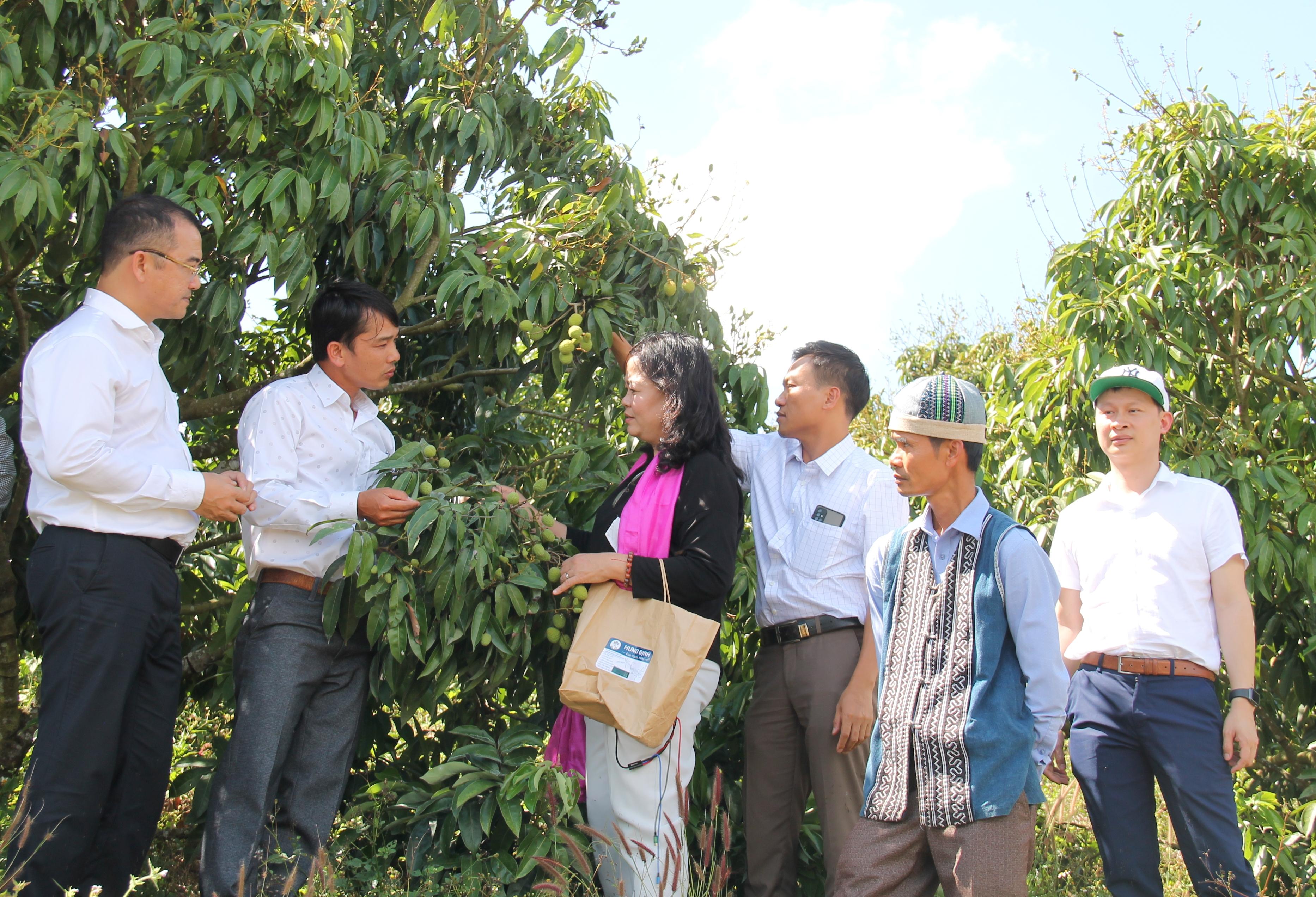 Các doanh nghiệp tham quan vườn vải của HTX Nông nghiệp dịch vụ Thanh niên Ea Dăh.