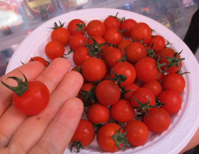 Cà chua Hokkaido Nhật Bản có kích cỡ khá nhỏ