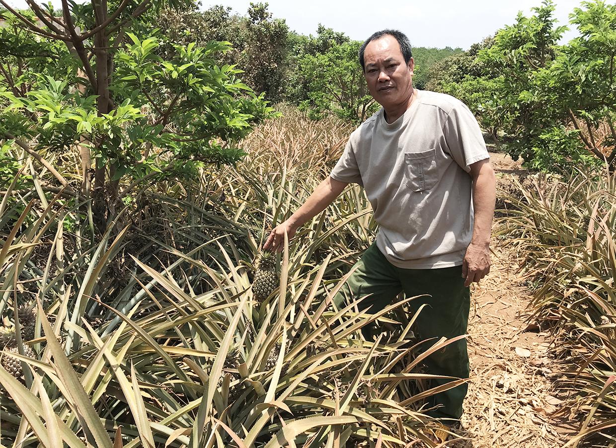Dứa trồng xen trong vườn cây ăn quả của ông Trần Xuân Bách (làng Ktu, xã Kon Chiêng). Ảnh: Nguyễn Diệp
