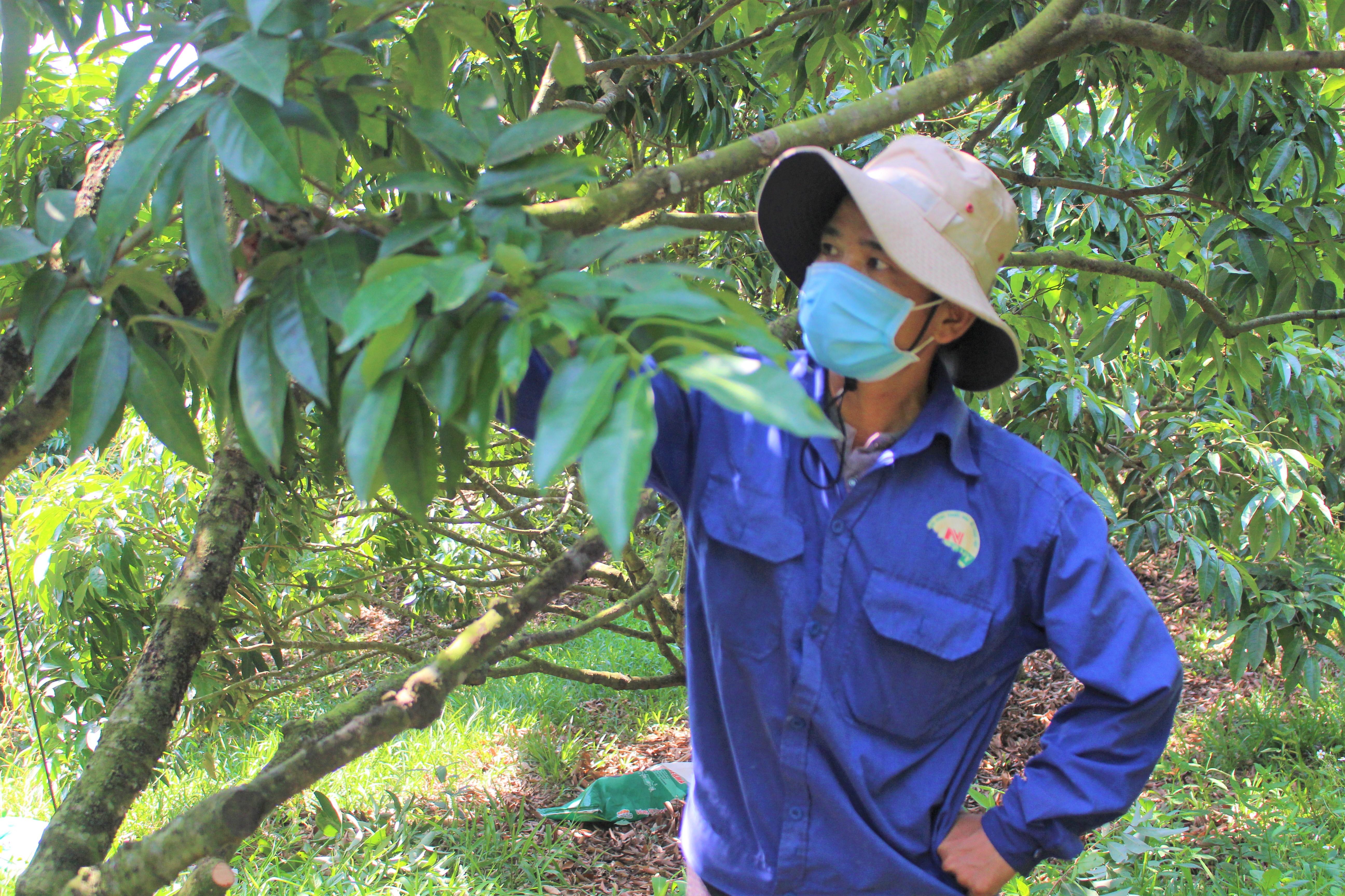 Anh Phạm Hồng Thao (thôn Giang Thành, xã Ea Dăh) đang chăm sóc vườn vải của gia đình.