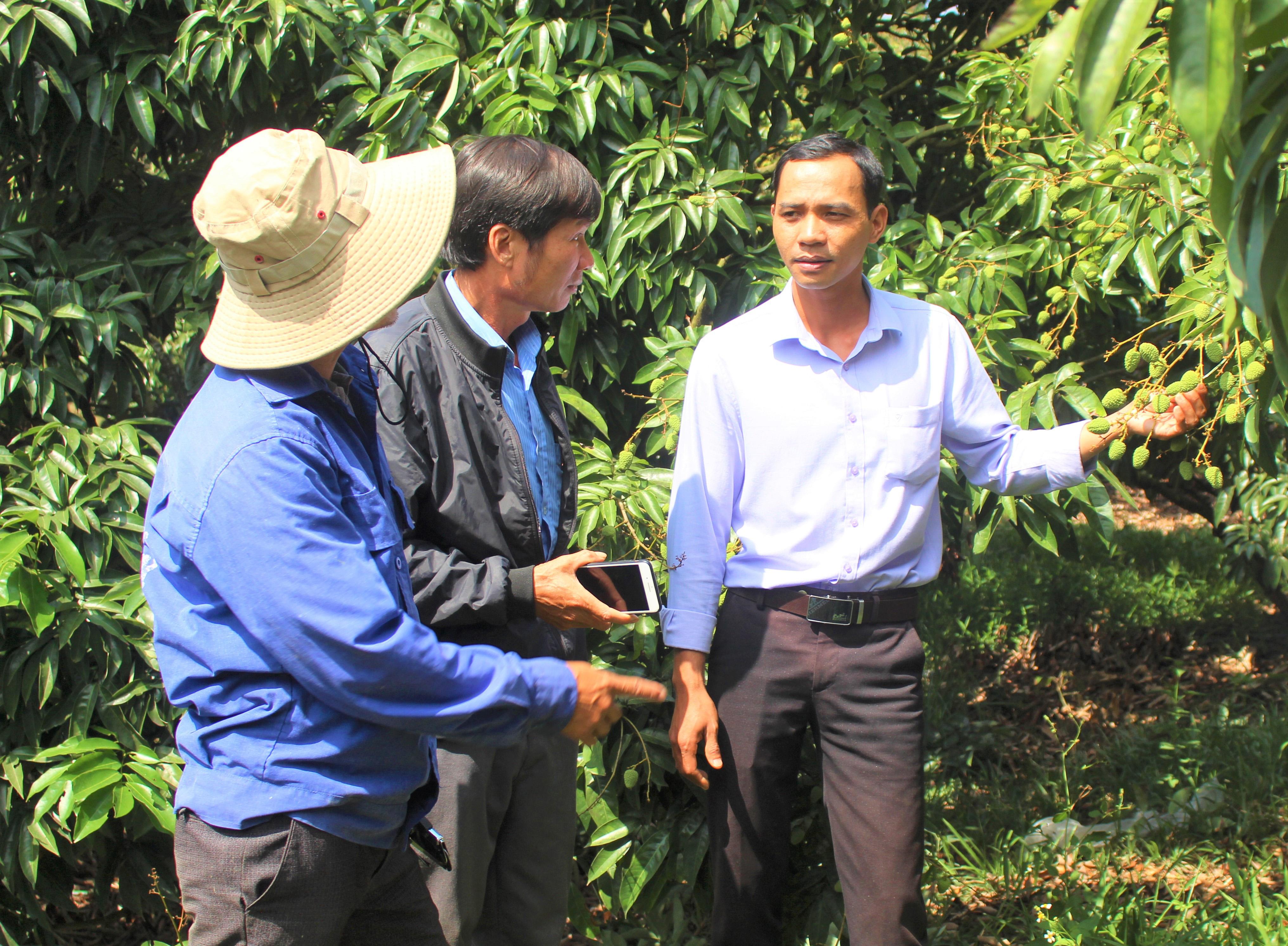 Cán bộ Hội nông dân xã Ea Dăh tham quan vườn vải của anh Phạm Hồng Thao (bìa trái).