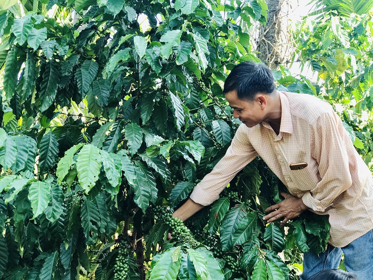 Gia đình ông Lê Hồng Nam (xã Gào, TP. Pleiku) là một trong những hộ tiên phong cải tạo vườn cà phê bằng phương pháp ghép chồi. Ảnh: Trần Dung