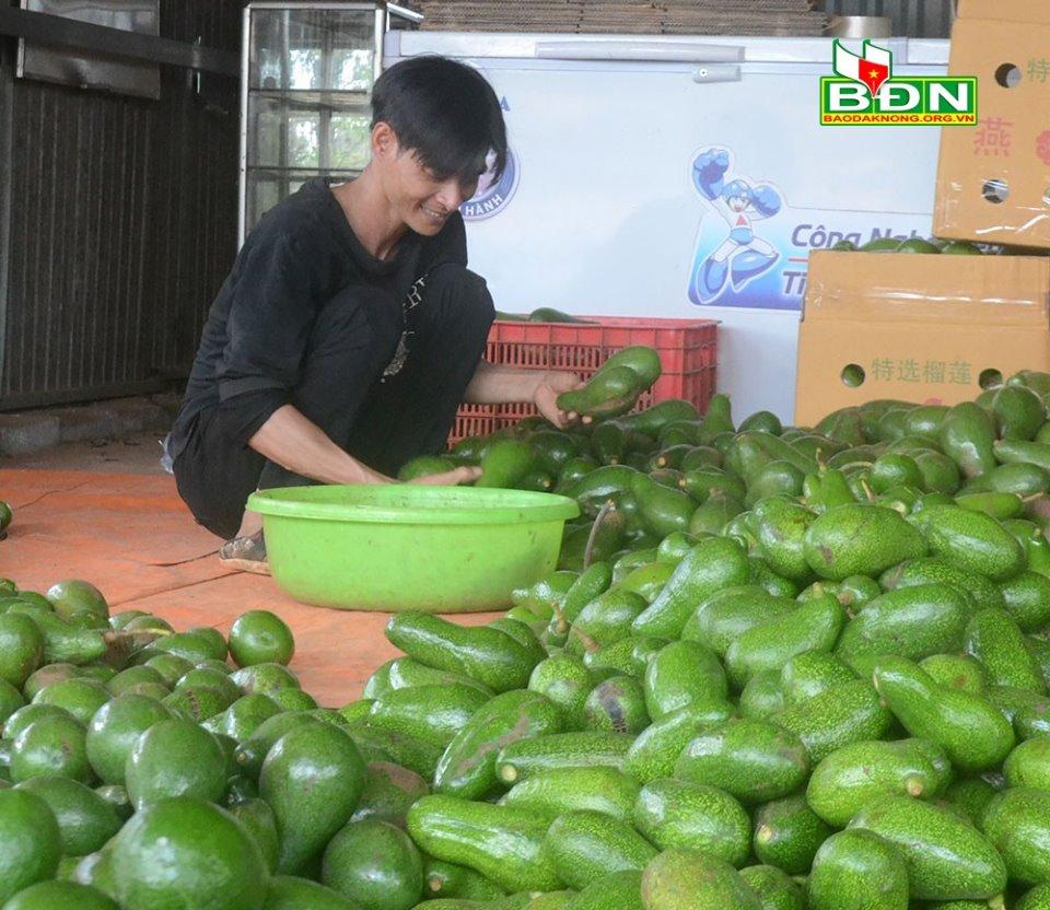 Lượng tiêu thụ bơ của anh Nguyễn Danh Chiến, phường Nghĩa Đức (TP Gia Nghĩa, tỉnh Đắk Nông) chỉ bằng khoảng 1/4 so với mọi năm