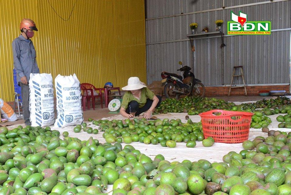 Do hái non nên chất lượng quả bơ không bảo đảm, ảnh hưởng lớn đến việc tiêu thụ