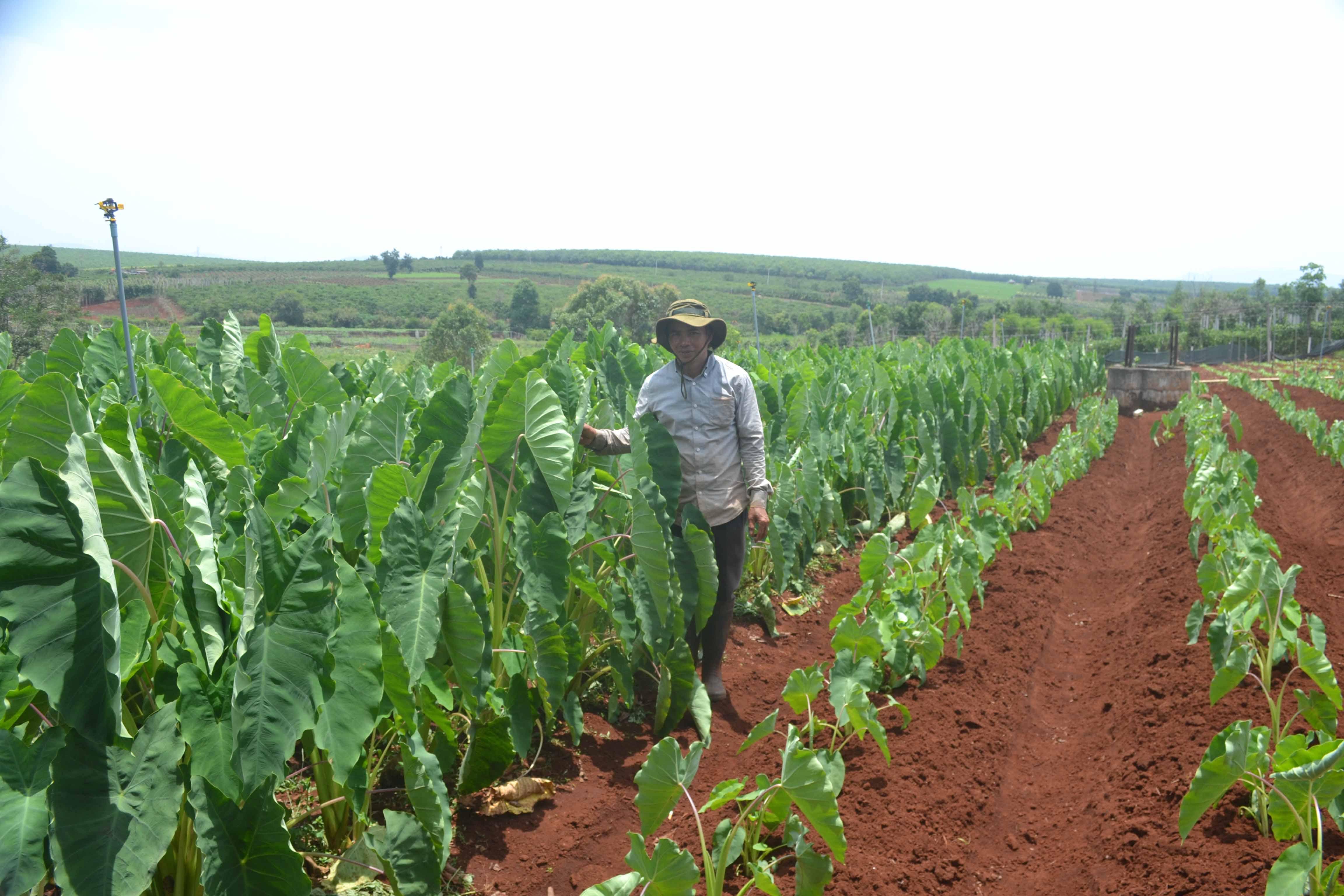 Ông Ngô Văn Lê (xã Tân Bình, huyện Đak Đoa) bên vườn khoai môn của gia đình. Ảnh: Hoàng Cư