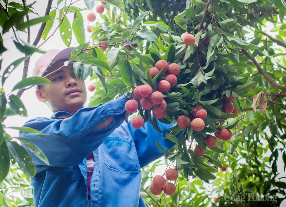 Rộn ràng mùa vải Lục Ngạn