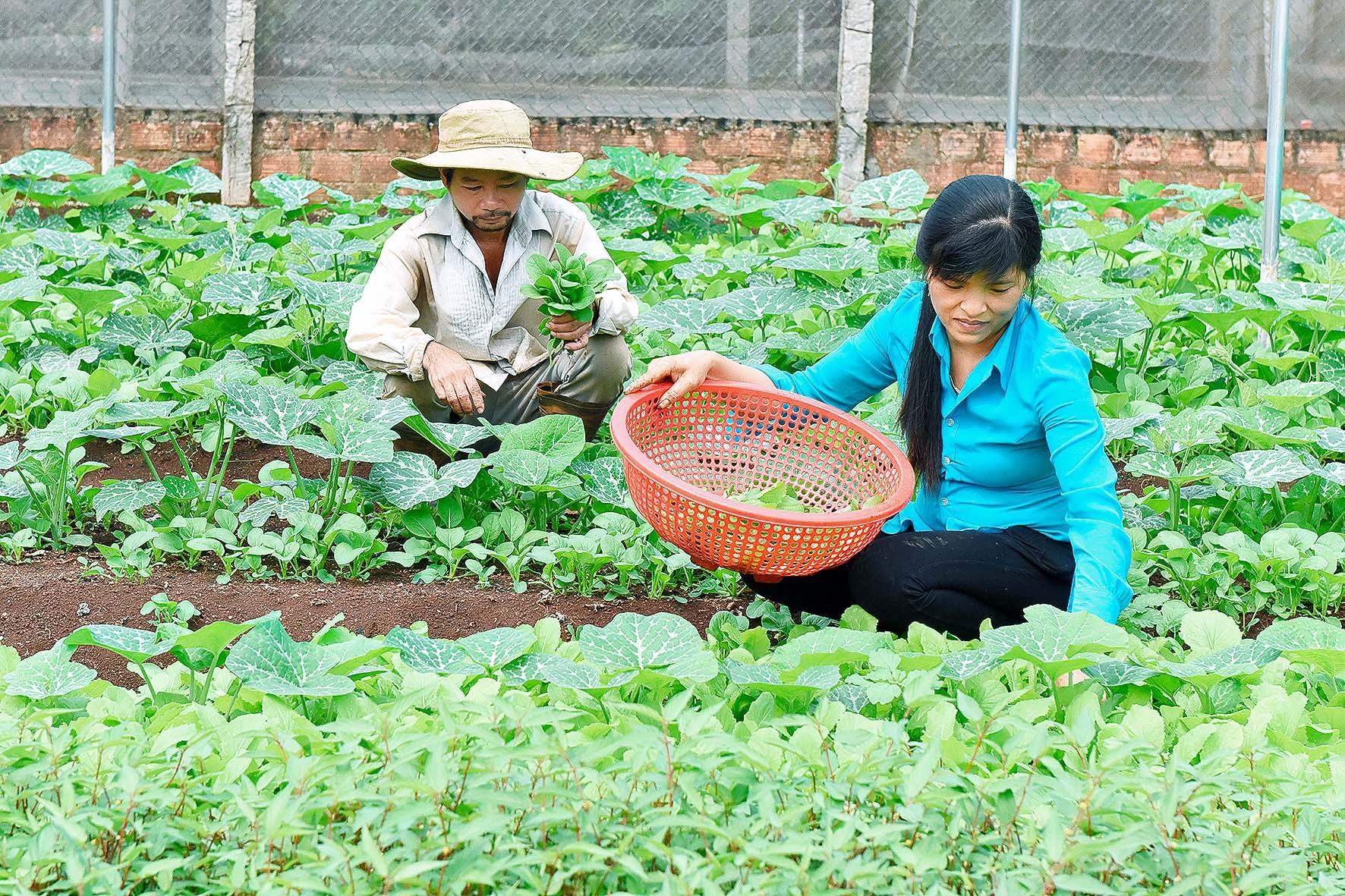 Trước đây, 2 vợ chồng đi làm thuê cuộc sống rất vất vả. Năm 2020 anh Công mạnh dạn đầu tư gần 100 triệu đồng để làm 500 m2 nhà lưới để trồng các loại rau ăn lá. Mỗi ngày vườn rau của gia đình anh cung cấp cho thị trường hơn 1 tạ rau các loại. Anh Công cho hay.