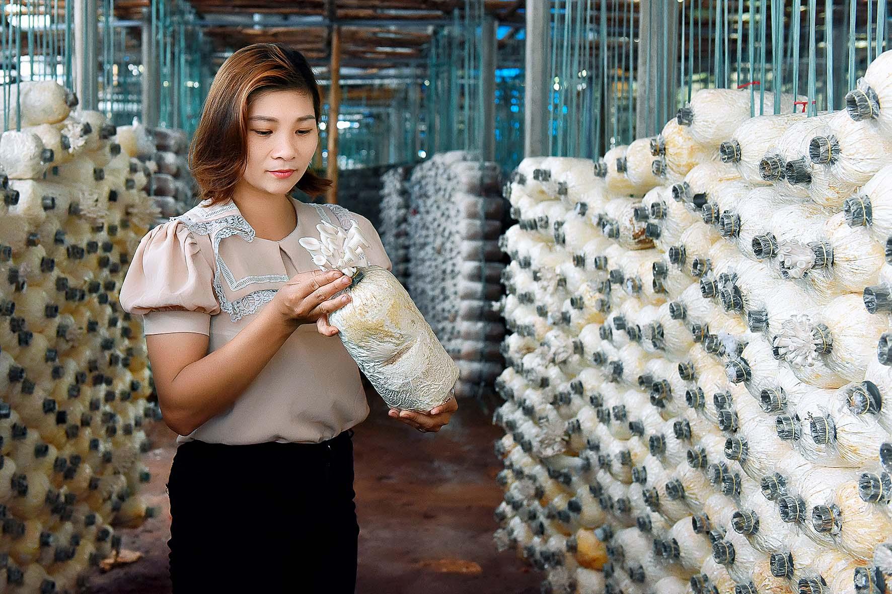 Chị Giang chia sẻ: “Qua hơn 4 năm xây dựng mô hình trồng nấm, tôi thấy càng ngày tôi càng yêu thích với nghề này hơn. Mỗi vụ nấm, tôi lại tích lũy được thêm nhiều kinh nghiệm, đồng thời tìm được đầu ra ổn định cho sản phẩm. Dần dần năng suất tăng, mỗi năm tôi thu hoạch được từ 10-12 tấn/nấm”.